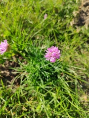 Armeria maritima