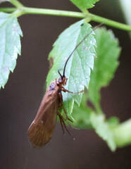 Anabolia