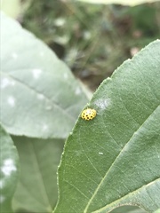 Psyllobora vigintiduopunctata