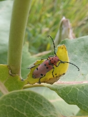 Tetraopes annulatus