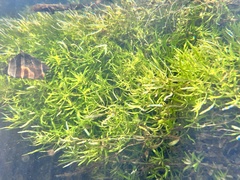 Callitriche palustris