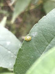Psyllobora vigintiduopunctata