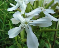 Saponaria officinalis