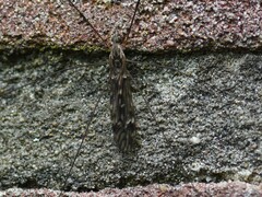 Tipula confusa
