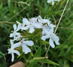 Saponaria officinalis
