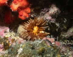 Telmatactis panamensis