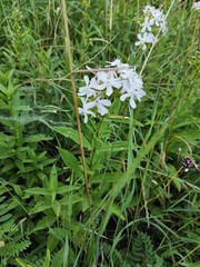 Saponaria officinalis