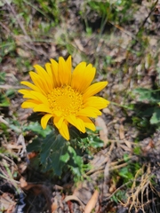 Berkheya armata