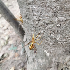 Megarhyssa praecellens