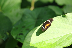 Heliconius hortense