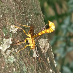 Megarhyssa praecellens
