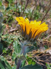 Berkheya armata