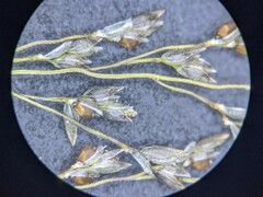 Eragrostis frankii