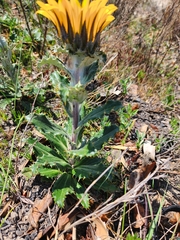 Berkheya armata