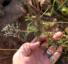 Pelargonium anethifolium