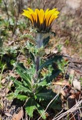 Berkheya armata