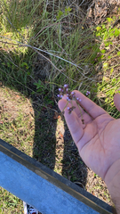 Verbena brasiliensis