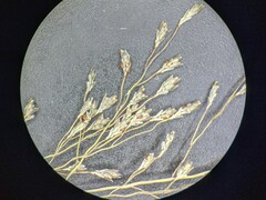 Eragrostis frankii