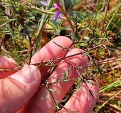 Pelargonium anethifolium