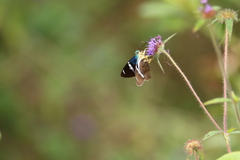 Astraptes fulgerator azul