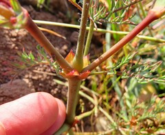 Pelargonium anethifolium