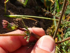 Pelargonium anethifolium