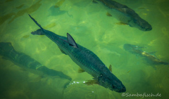 Megalops atlanticus