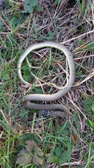 Hierophis viridiflavus