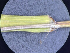Eragrostis frankii