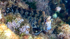 Parablennius gattorugine