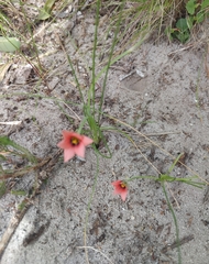 Romulea obscura subtestacea