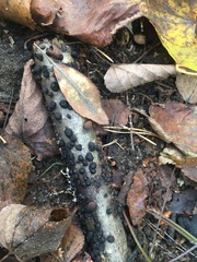 Hypoxylaceae
