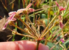 Pelargonium anethifolium