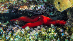 Ophidiaster ophidianus