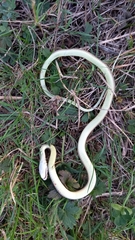Hierophis viridiflavus