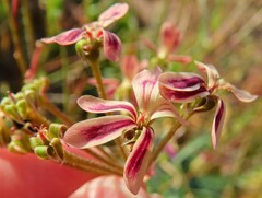 Pelargonium anethifolium