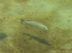 Lutjanus griseus