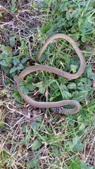 Hierophis viridiflavus