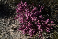 Erica inaequalis