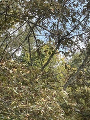 Mimus polyglottos