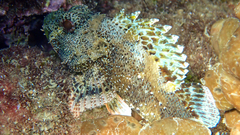 Scorpaena maderensis