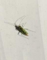 Blepharidopterus angulatus