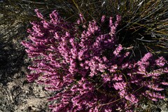 Erica inaequalis