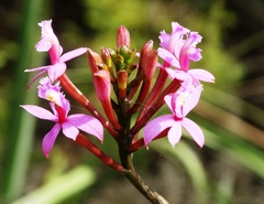 Epidendrum