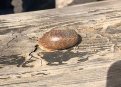 Otala punctata