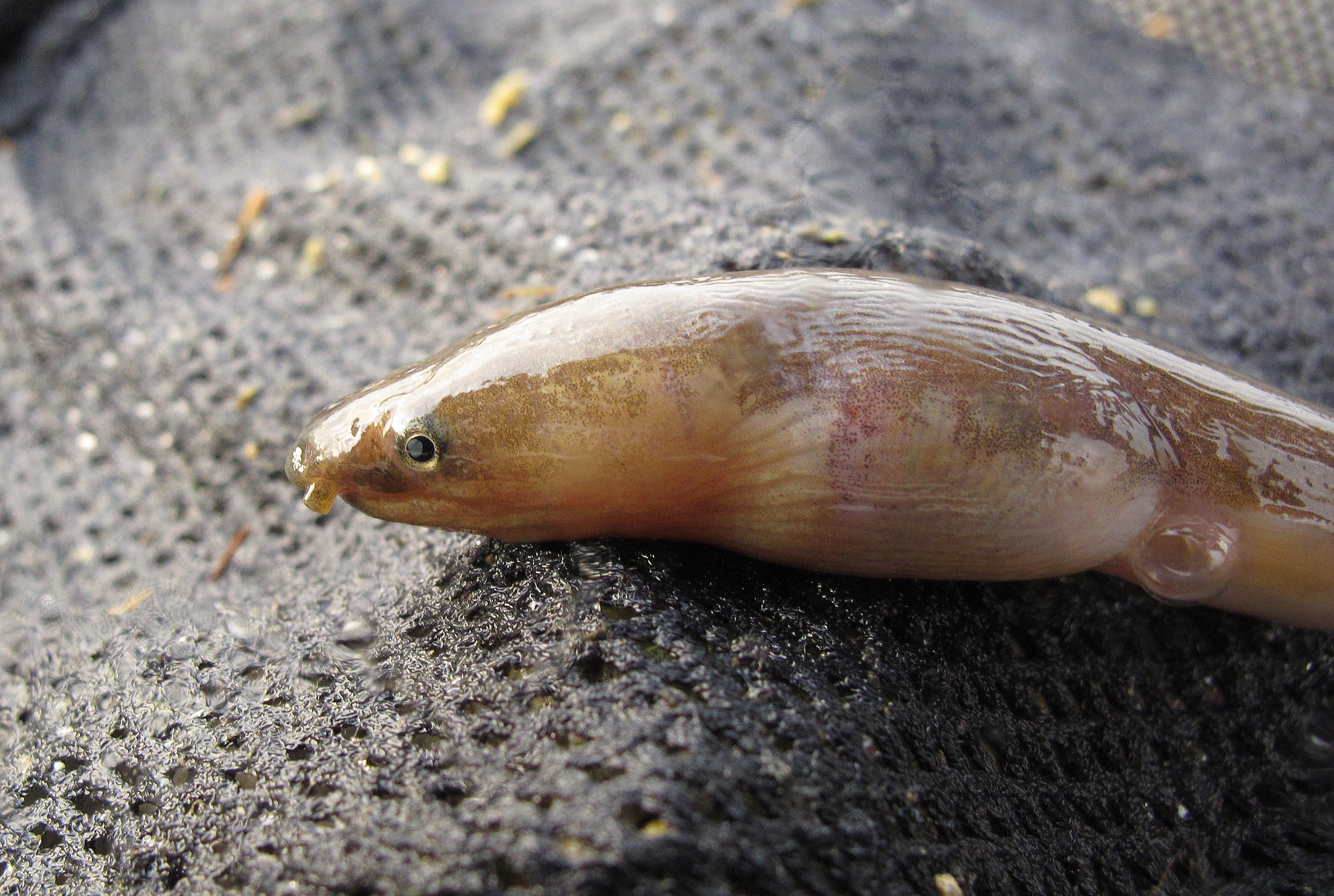 Rice Paddy Eel