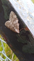 Epirrita dilutata
