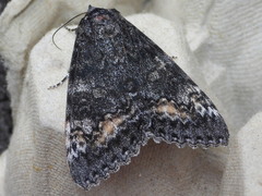 Catocala briseis