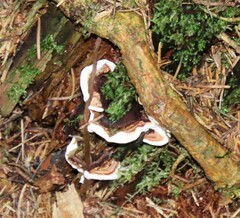 Trametes versicolor