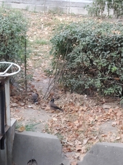 Acridotheres tristis